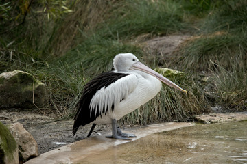 pelican