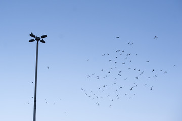 Obraz premium pigeons