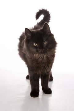 Schwarze Katze namens Mogli