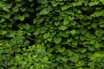 green wall, plants background - 161857835