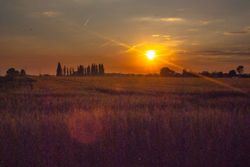 Fototapeta na wymiar Sonnenuntergang im Kornfeld