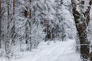 winter forest covered snow