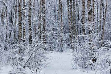 Fototapeta premium winter forest covered snow