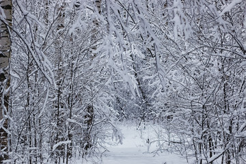 Fototapeta premium winter forest covered snow