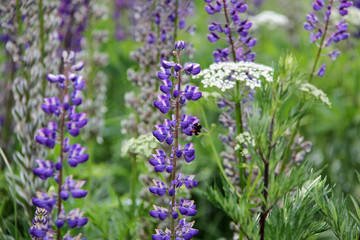 Lupin and bee drink nectar