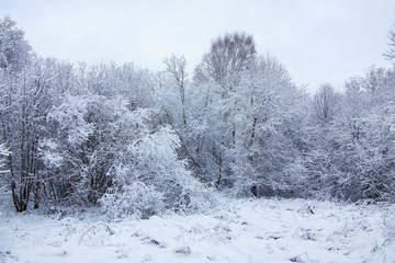 winter forest covered snow