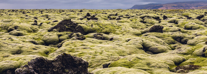 lava rocks covered by the moss. Panorama Iceland
