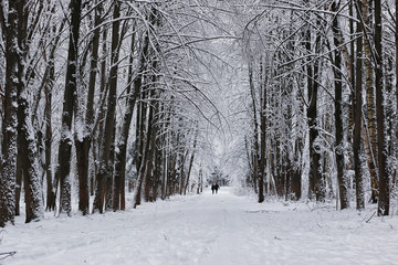 winter forest covered snow