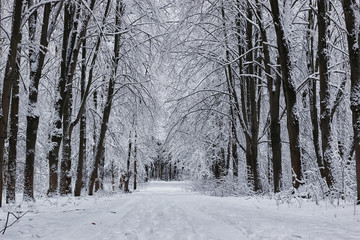 Fototapeta premium winter forest covered snow