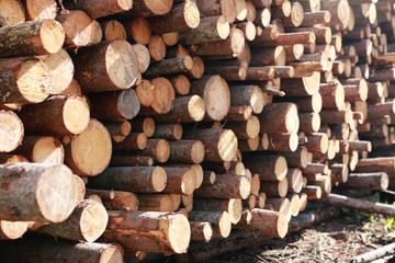 Long sawn logs lie on the pile