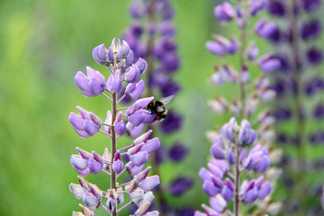 Lupin and bee drink nectar