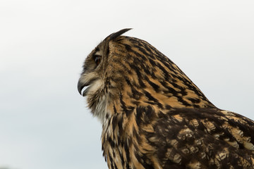 Eurasian Eagle owl