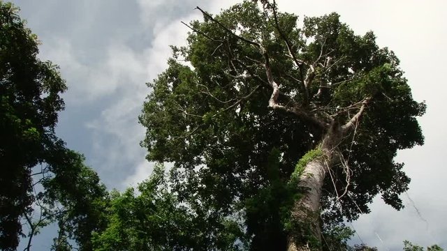 Static shot looking up top of mahogany tree in Amazonian rainforest near Santarem, Brazil