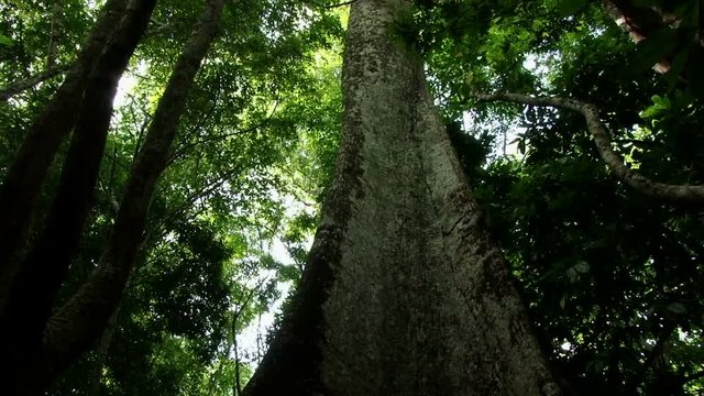 Tilt down from stem to roots of giant mahogany tree in Amazonian rainforest near Santarem, Brazil