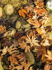Autumn leaves on a creek