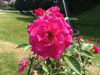 Closeup Of Bright Pink Flower 