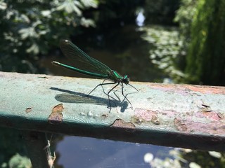 Detailed Closeup Of Dragonfly On Metal Railing