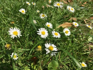 Fototapeta premium Closeup Of Group Of Daisys