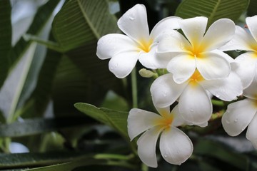 White plumeria beautiful color after rainfall freshness on tree