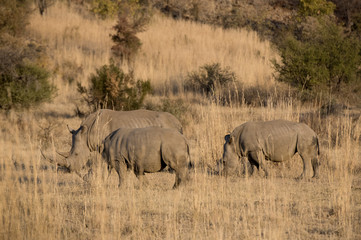 Fototapeta premium Rhinos