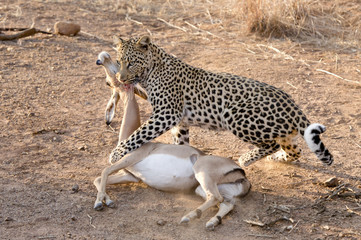 leopard kill