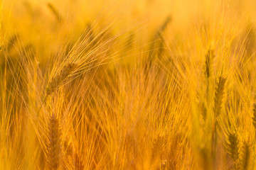 Amazing magic golden sunlight on field of wheat. Wheat crop sways on the field with golden sunlight closeup.