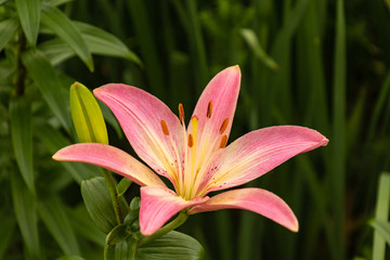 second brilliant pink lily newly opened in the garden