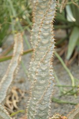 多肉植物 フォルビア・ペリエリの茎