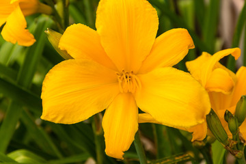 third yellow lily in the exclusive lily garden