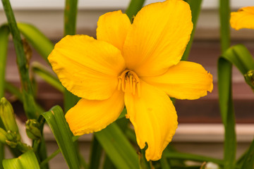 Fototapeta premium yellow lily in the exclusive lily garden