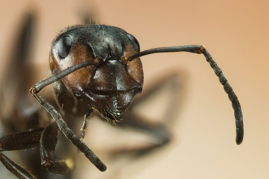 Focus Stacking - Wood ant, Ant, Ants, Formica rufa