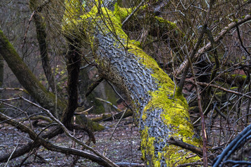 Curved tree trunk covered by moss 