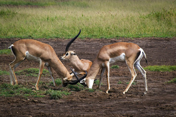 The fight of gazelles about the sitting female