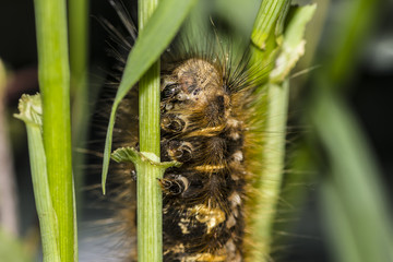 Brown shaggy caterpillar hides behind a blade of grass