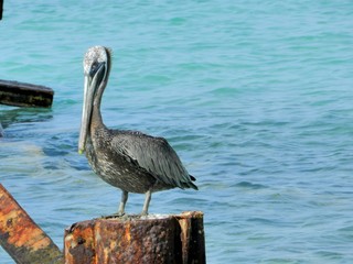 Pélican brun au repos