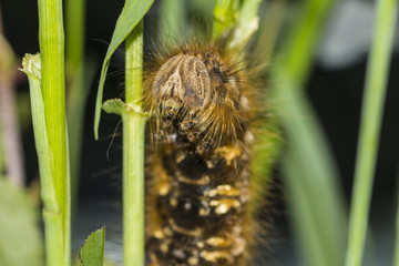 Brown shaggy caterpillar hides behind a blade of grass