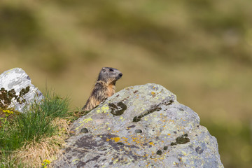 alpine groundhog (Marmota monax) standing behind rock in grassland