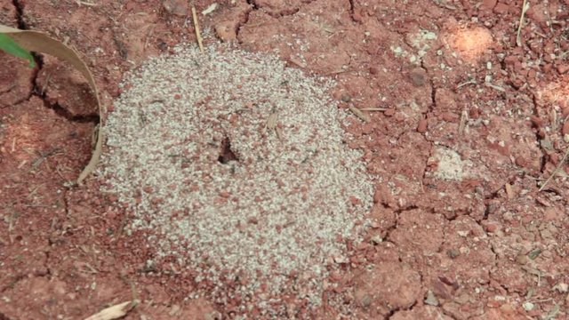 close up ant walk out from home on soild