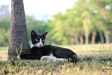 cat