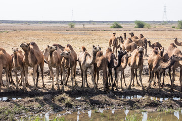 Fototapeta na wymiar camels at the drinking trough