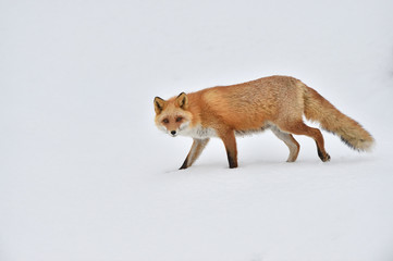 雪の中のキタキツネ