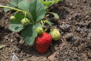 Ripe and unripe strawberries  in the garden on a sunny day