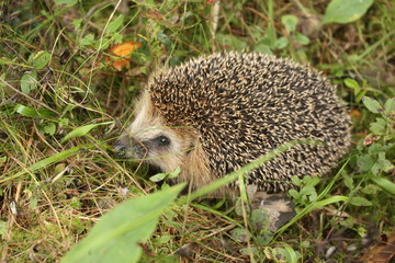 Ёжик в траве.
