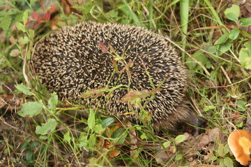 Ёжик в траве.