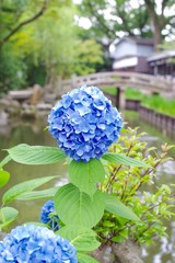 Blue hydrangea