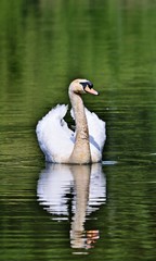 Höckerschwan (Cygnus olor)