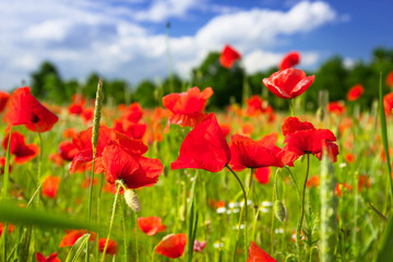 Blossom poppy flowers on the meadow