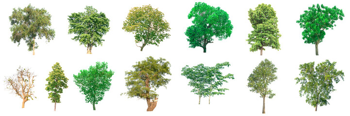 collection of tree on white background. (for gardening)