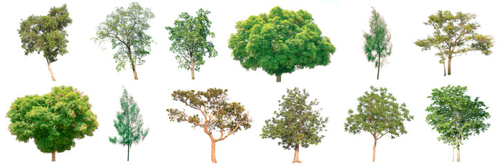 collection of tree on white background. (for gardening)