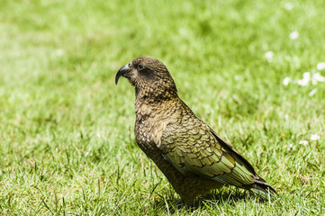 Kea